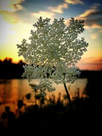 Silhouette tree by lake against sky during sunset