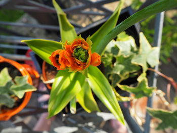 Close-up of flowers