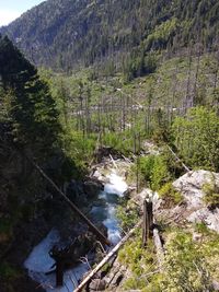 High angle view of stream amidst trees in forest
