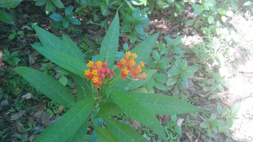 Flowers blooming outdoors