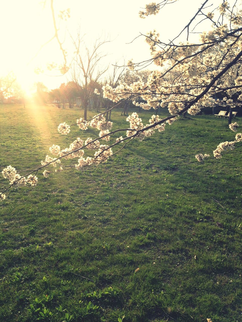 sun, sunlight, sunbeam, lens flare, growth, tree, beauty in nature, tranquil scene, tranquility, grass, nature, field, scenics, clear sky, landscape, sunny, plant, sky, flower, bright