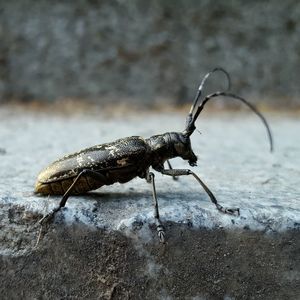 Close-up of insect