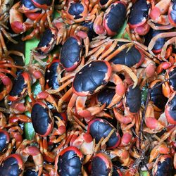 High angle view of crab