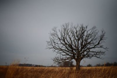 Trees on field against sky