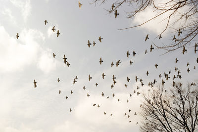 Low angle view of birds flying in sky