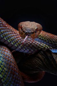 Close-up of lizard