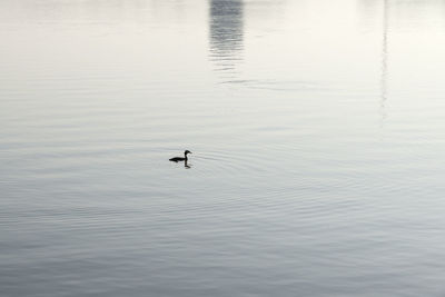 Swan swimming in lake