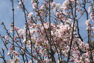 Low angle view of cherry blossoms against sky