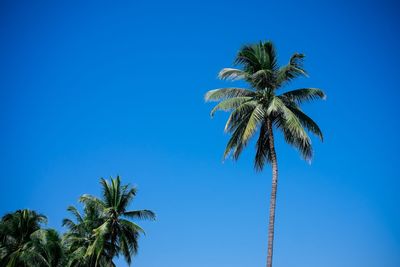 Low angle view of palm tree against clear blue sky