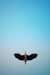 Low angle view of seagull flying in sky