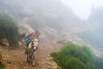 Horse walking in a mountain