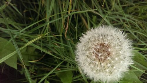 High angle view of dandelion on field