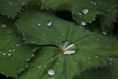 Close-up of wet leaf