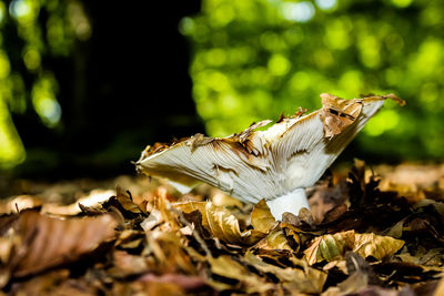 Close-up of a bird on a land