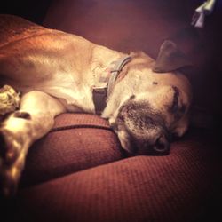 Close-up of dog sleeping on sofa at home