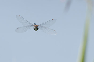 Close-up of dragonfly flying against clear sky