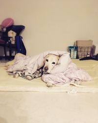 Close-up of dog at home