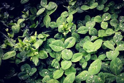 Full frame shot of raindrops on leaves