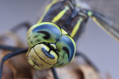 Close-up of bee