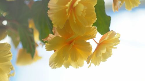 Close-up of yellow flowers