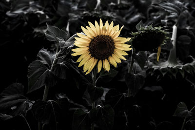 Close-up of yellow flowering plant