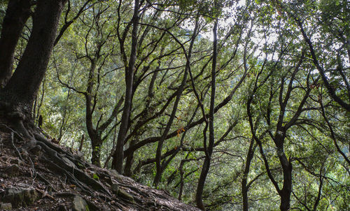 Low angle view of trees in forest