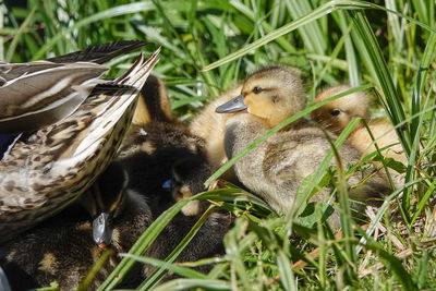 View of a duck