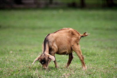 Goat grazing in a field