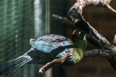 Close-up of bird perching on feeder