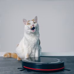 Cute tabby cat sitting behind a vacuum cleaner and grimacing. 