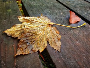 High angle view of dry maple leaves on wood