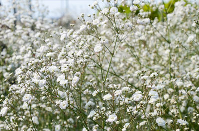 Close-up of white flowers on tree