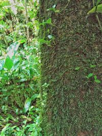 Close-up of ivy on tree trunk in forest