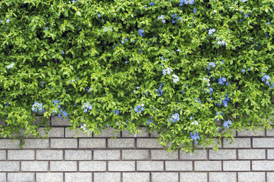 Purple flowering plants against wall