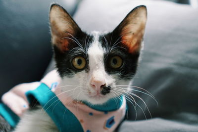 Close-up portrait of cat at home