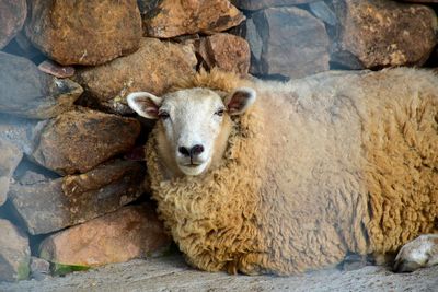 Portrait of sheep standing on rock