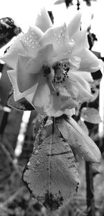 Close-up of rose plant