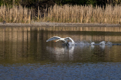 Ducks in a lake