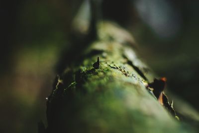 Close-up of plant against blurred background