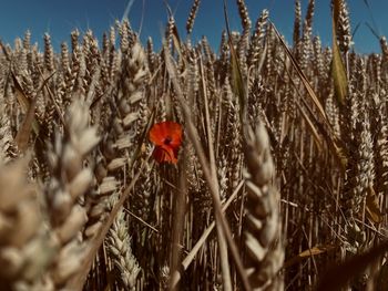 Wheat growing on field against sky