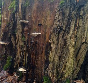 Close-up of tree trunk