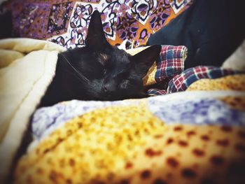 Close-up of dog relaxing on bed at home