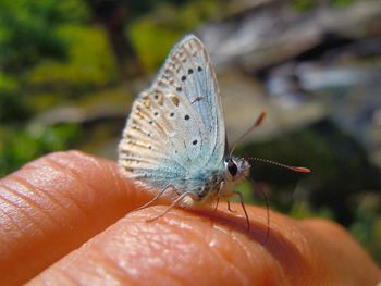 Close-up of butterfly on hand