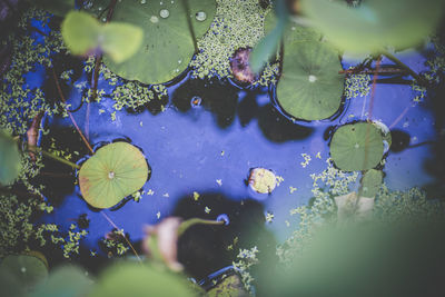 Close-up of water drops on leaves floating in pond