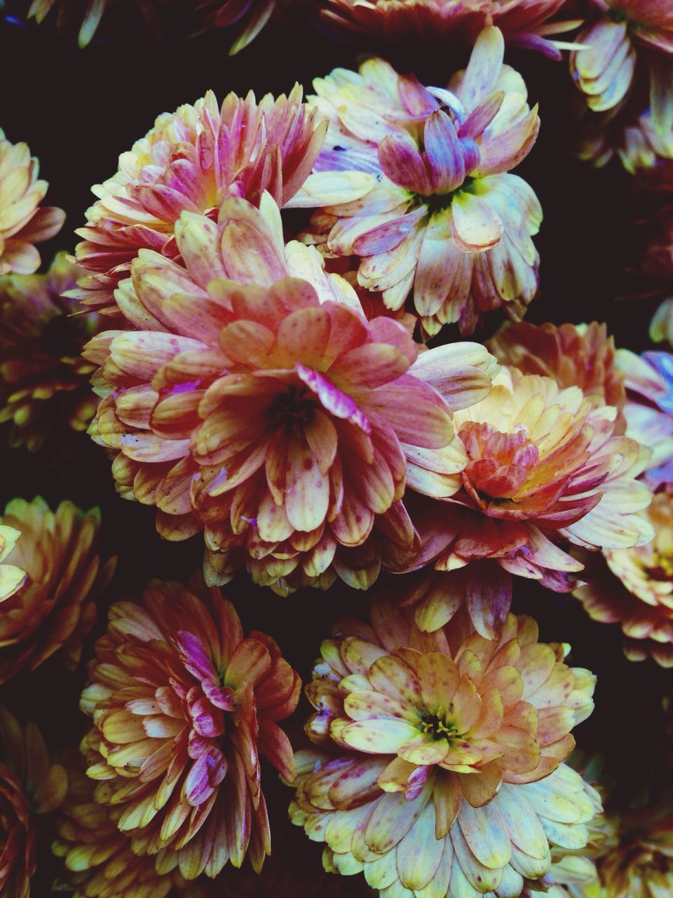 freshness, flower, close-up, indoors, petal, fragility, abundance, flower head, full frame, still life, pink color, beauty in nature, high angle view, large group of objects, backgrounds, nature, variation, no people, multi colored, natural pattern