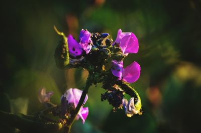 Close-up of pink flowering plant