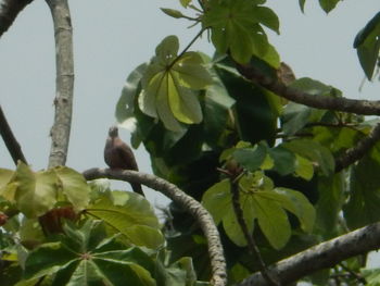 Low angle view of bird perching on tree against sky