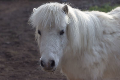 Close-up of white horse