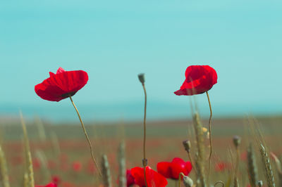 Close-up of red poppy flowers on field