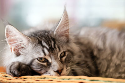 Close-up of a cat